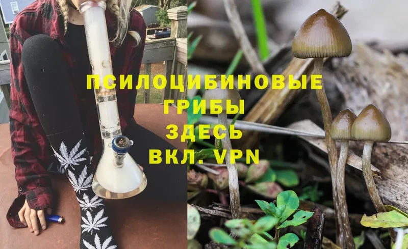 сайты даркнета состав  Козловка  Псилоцибиновые грибы Magic Shrooms  купить наркотики цена 